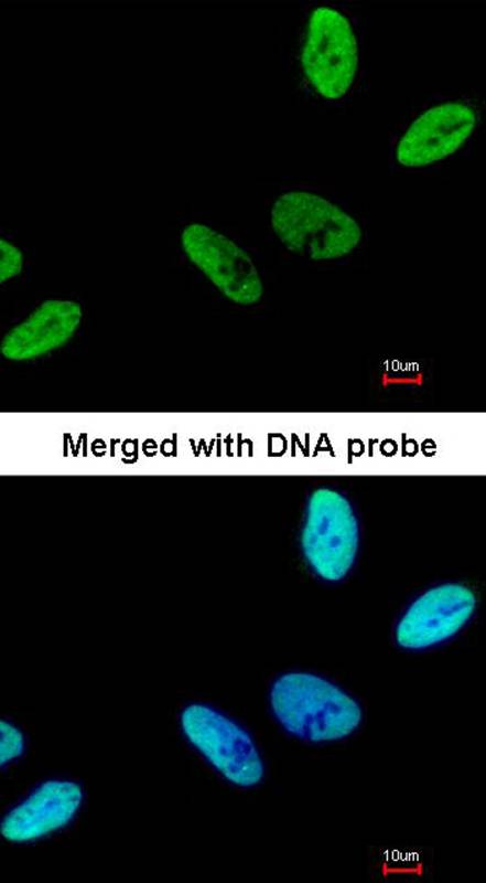 C9orf78 antibody