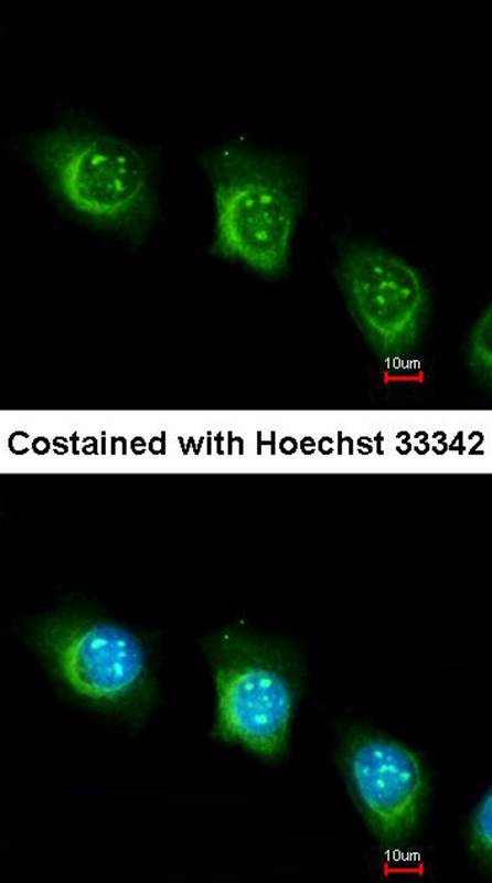 USP47 antibody