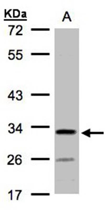 hypothetical protein LOC55286 antibody