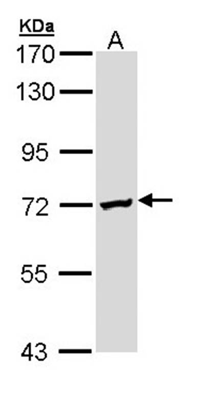 DAZ2 antibody