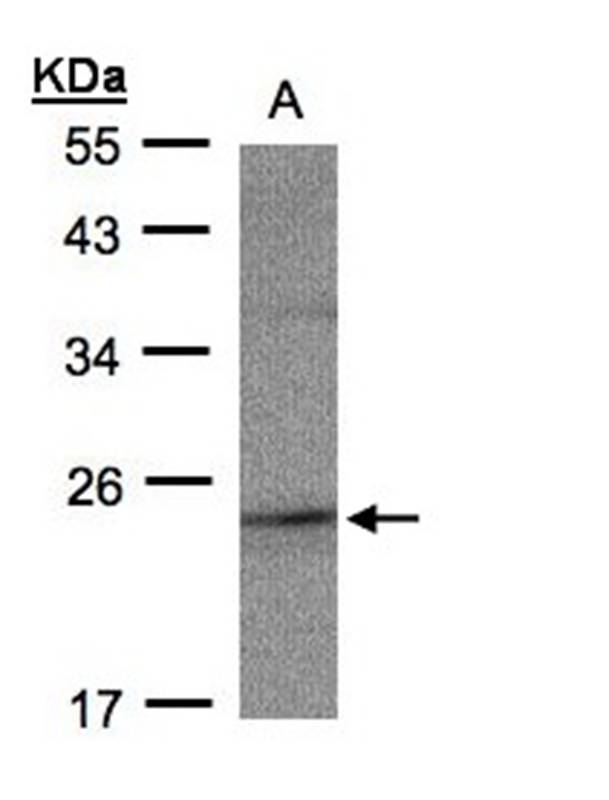 RAP2C antibody