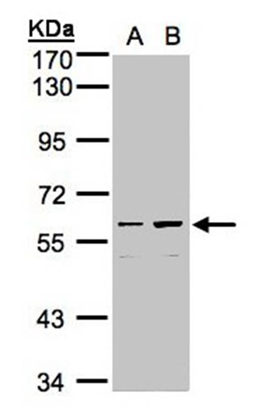 coiled-coil domain containing 102B antibody