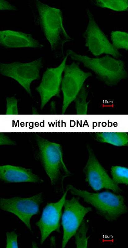 FGD4 antibody