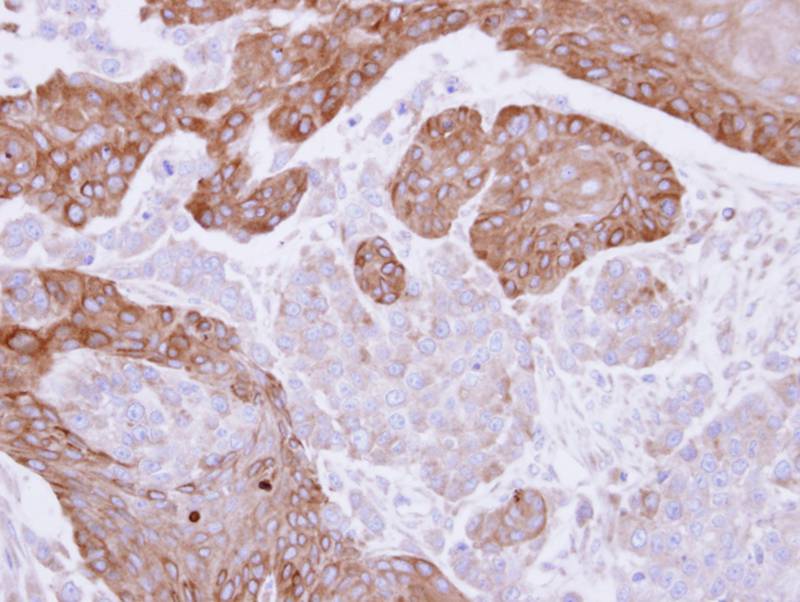 FGD4 antibody