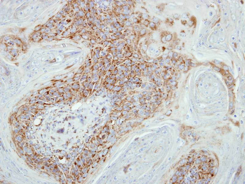 COX7B2 antibody