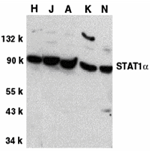 STAT1 alpha Antibody