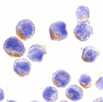 STAT1 alpha Antibody