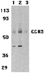 CCR3 Antibody