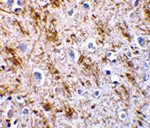 Neurturin Antibody
