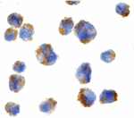 Eotaxin Antibody