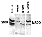 MADD Antibody