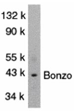 Bonzo Antibody