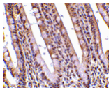 PHAP Antibody