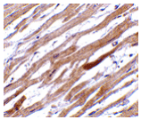 TIRAP Antibody
