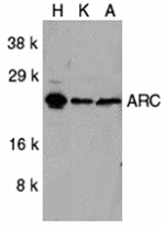 ARC Antibody
