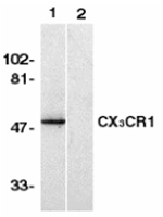 CX3CR1 Antibody