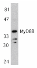 MYD88 Antibody