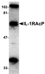 IL-1RAcP Antibody