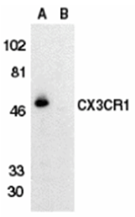 CX3CR1 Antibody