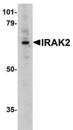IRAK-2 Antibody