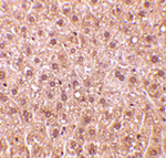 DEDAF Antibody