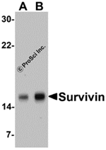 Survivin Antibody