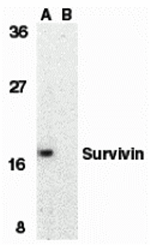 Survivin Antibody