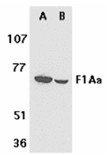 F1A alpha Antibody