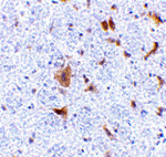 LFG Antibody