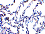 p53R2 Antibody