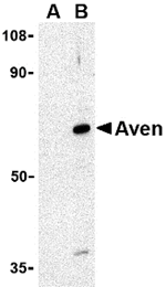 Aven Antibody