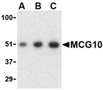 MCG10 Antibody