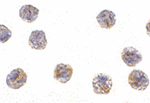 MCG10 Antibody