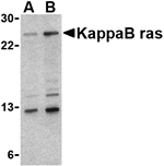 KappaB ras Antibody