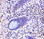 Lano Antibody