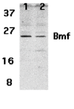 Bmf Antibody