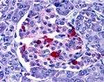 EndoG Antibody