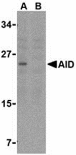 AID Antibody
