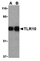 TLR10 Antibody