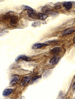 TRIF Antibody
