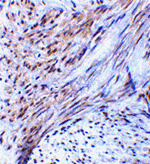 TRIM5 alpha Antibody