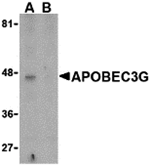 APOBEC3G Antibody