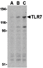 TLR7 Antibody