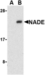 NADE Antibody