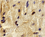 ECSIT Antibody