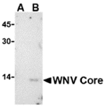 West Nile Virus Core Antibody