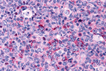 Caspase-3 Antibody