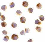 Raptor Antibody
