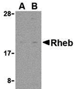 Rheb Antibody