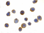 TSC1 Antibody